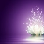 Purple Lotus